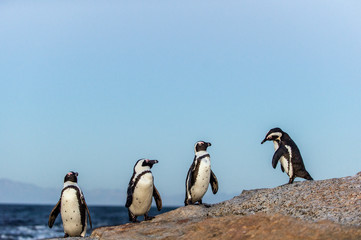 Naklejka premium Pingwiny afrykańskie o zmierzchu, niebo o zachodzie słońca. Nazwa naukowa: Spheniscus demersus, pingwin szkarłatny lub pingwin czarnonogi. Naturalne środowisko. Afryka Południowa