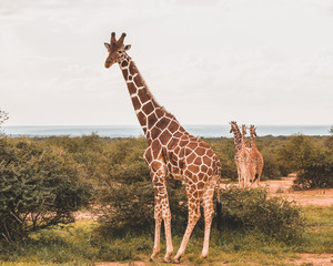 Giraffes © Trevor