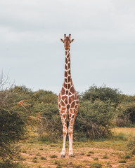 Giraffe © Trevor