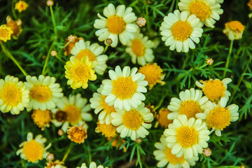 Fototapeta premium Beautiful flowers at Ollantaytambo, Peru.