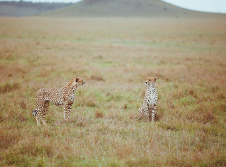 Two cheetahs in a field © Trevor
