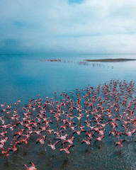 A flock of flamingoes © Trevor