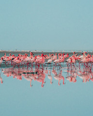A flock of flamingoes © Trevor