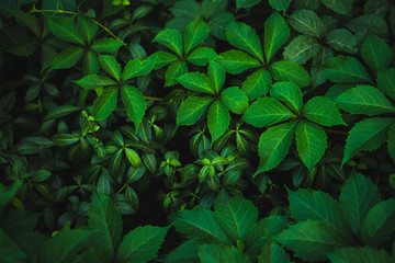 fresh green leaves background