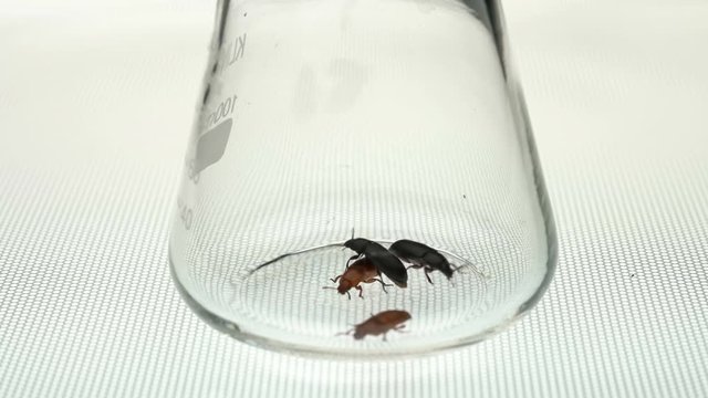 experiment of flour beetle