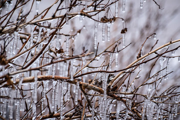 Ice on the tree