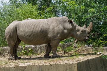Naklejka premium White Rhino