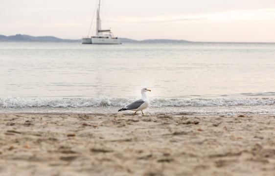 Go&eacute;land sur la plage