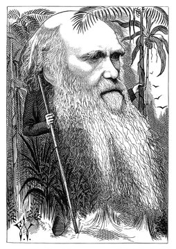 Restored reproduction of cartoon caricature of Charles Darwin. Original from: Cartoon Portraits, Biographical Sketches, Men of the Day. The Illustrations of Waddy. Published 1873. 