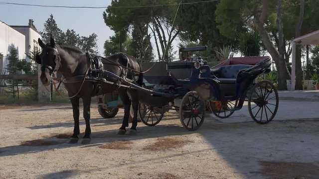 horse with carriage on the farm