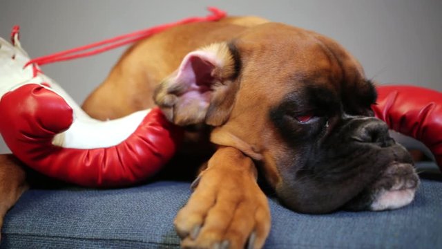 Boxer dog with boxing gloves resting on the sofa.