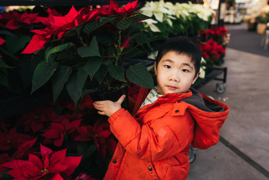 Young boy holding poinsettia plant