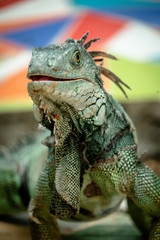 IguanaIguana6