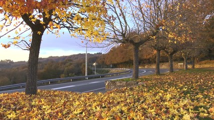 PARK IN AUTUMN WITH TREES AND LEAFS IN THE GROUND AND A TRUCK