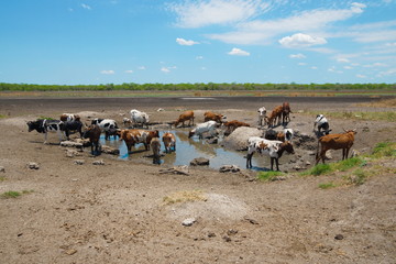 Fototapeta na wymiar Rinder an einem Wasserloch in Mosambik