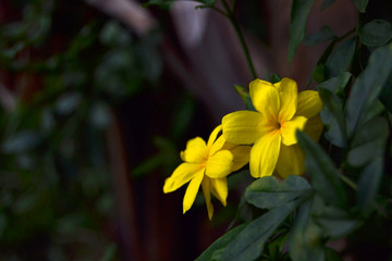 Fototapeta na wymiar Flores amarillas a la luz de la noche