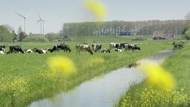 Typical Dutch landscape with ditch and cows in grassland