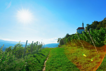Fototapeta na wymiar Pathway at Vineyards on Hill cityscape of Maribor Slovenia