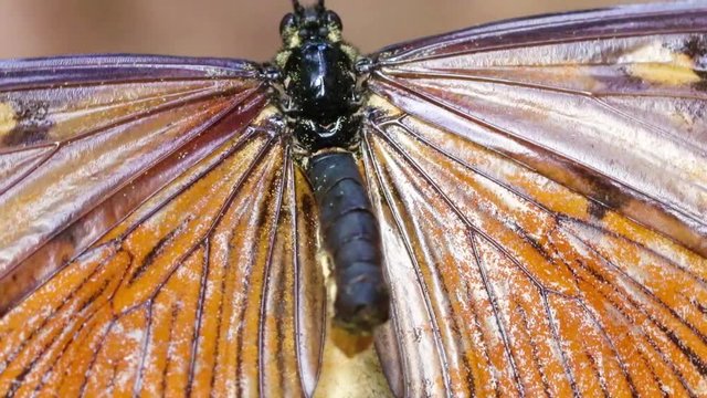 Borboleta macro