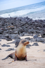 Beautiful peaceful sea lions sunbathing in a beach at the Galapagos Islands, Ecuador