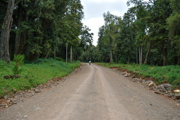 Fototapeta na wymiar A dirt road against a forest background, Mount Kenya