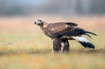 Golden Eagle (Aquila chrysaetos)