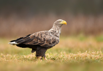 White tailed eagle (Haliaeetus albicilla)