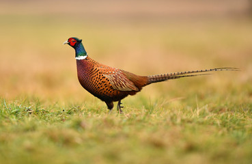 Fototapeta premium Ringneck Pheasant (Phasianus colchicus)