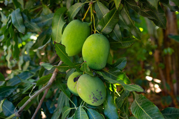 Organic green mangoes on a tree  grown on Gran Canaria, Canary islands - Mangifera indica © lavizzara
