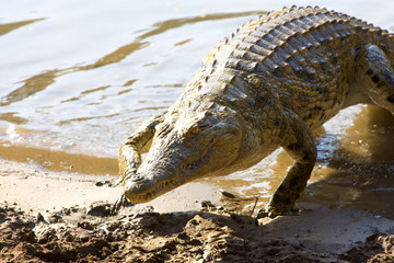 A large crocodile emerges from the water in South Africa