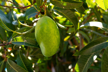 Organic green mango on a tree  grown on Gran Canaria, Canary islands - Mangifera indica