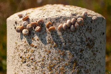 Colonies of snails on a concrete pole. Aestivation in the summer in drought conditions. A herd of sleeping snails. Strategic height, in the life of land mollusks.