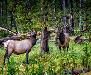2 male elks with antlers