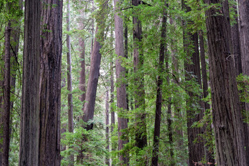 Obraz premium Forest of Redwood Trees