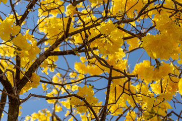 Yellow Ipê Florido, located in the North Wing - August 2018.
