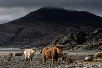Obraz premium The Cows of Ben Buie