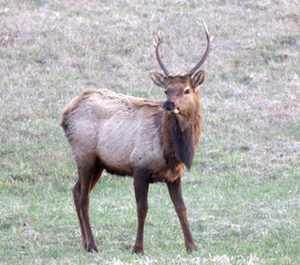 Naklejka na ściany i meble Young bull Elk stands at attention 