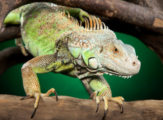 Iguana clambers on branches