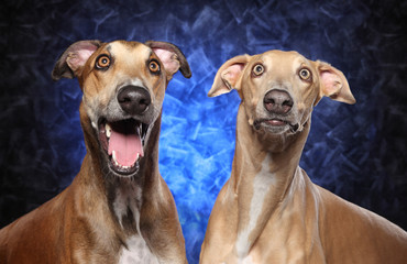 Surprised Greyhound dog on blue background