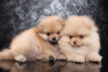 Pomeranian spitz Puppies on gray background