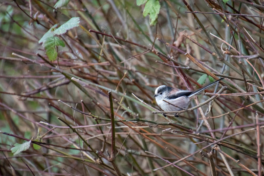 Long Tailed Tit watching from the thicket