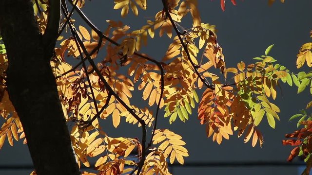 Background of rowan leaves in a park a windy day