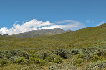 Obraz na płótnie Canvas High altitude moorland against a mountain background and blue sky, Mount Kenya National Park, Kenya