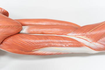 Muscles of the arm for anatomy education.