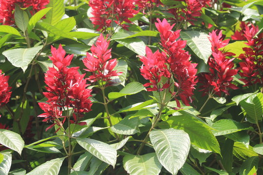 Ginger rojo, platanillo, heliconia (Alpinia purpurata)