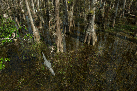 View of trees and alligator in swamp in forest