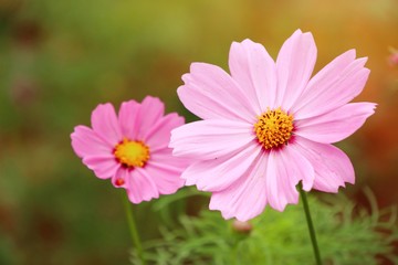 Fototapeta premium Cosmos flower in tropical