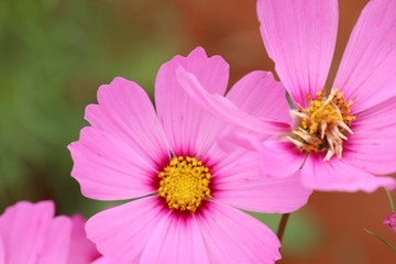 Obraz premium Cosmos flower in tropical