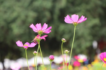 Cosmos flower in tropical