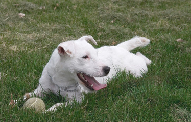 A energetic Jack Russel takes a rest from strenuous play